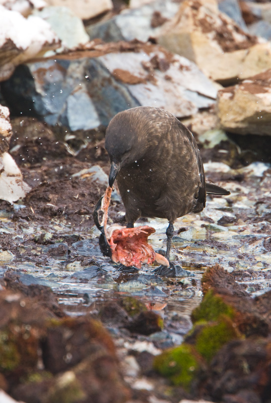 Brown Skua Eating Gentoo Penguin